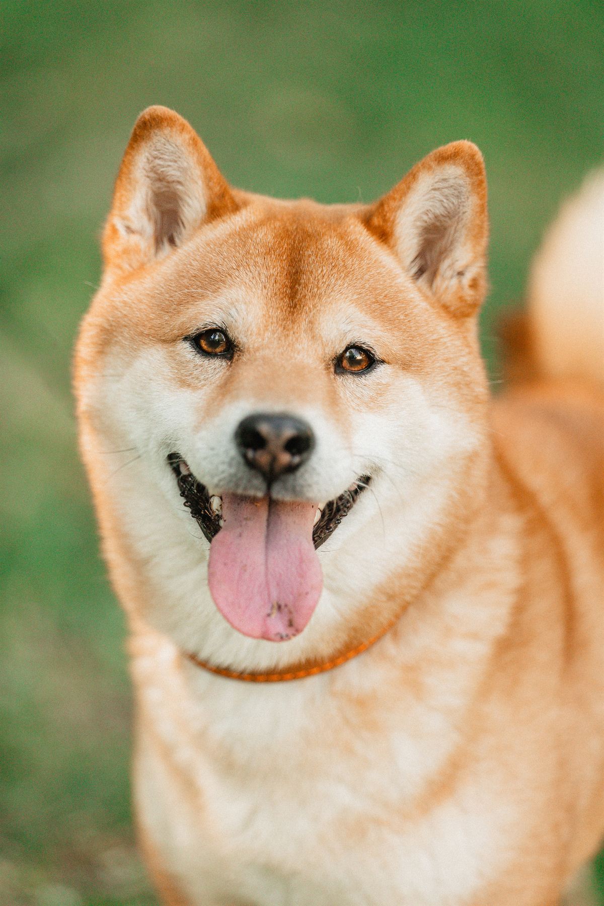 Shiba inu souriant, langue sortie, gros plan