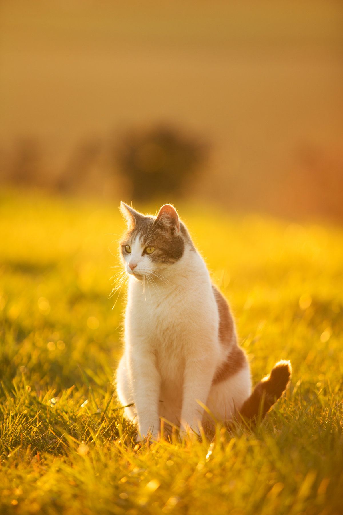 Chat blanc et roux assis dans l'herbe au coucher du soleil