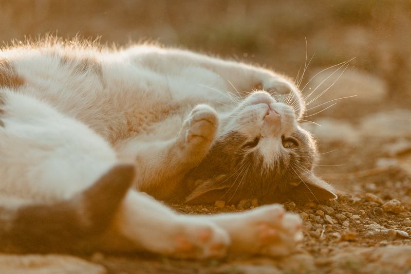 Chat roulé sur le dos dans la lumière rasante