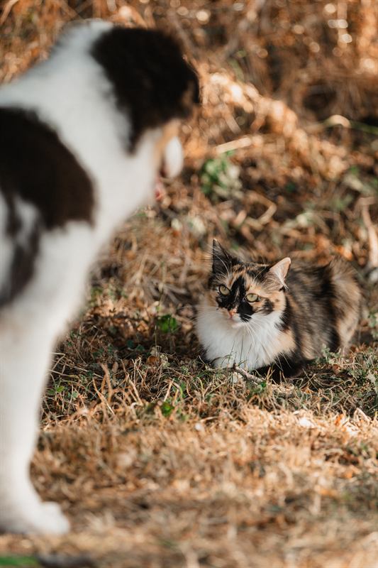 Chien noir et blanc face à un chat tricolore dans l'herbe
