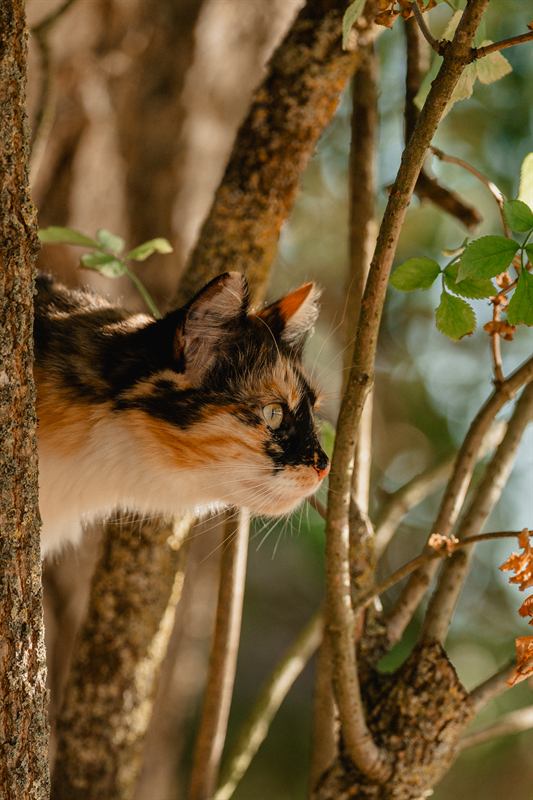 Chat tricolore aux aguets entre les branches d'un arbuste